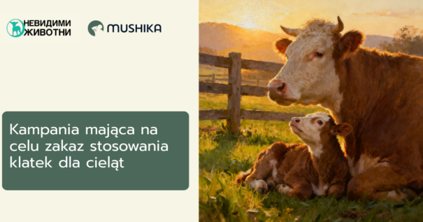 krowa z cielęciem