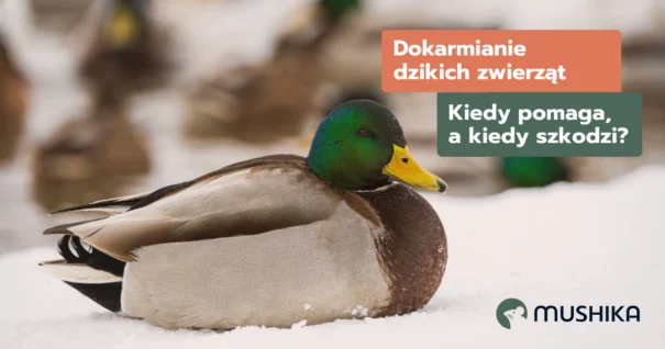 kaczka dokarmianie