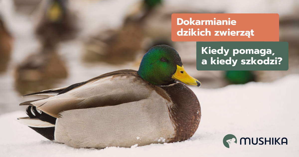 kaczka dokarmianie