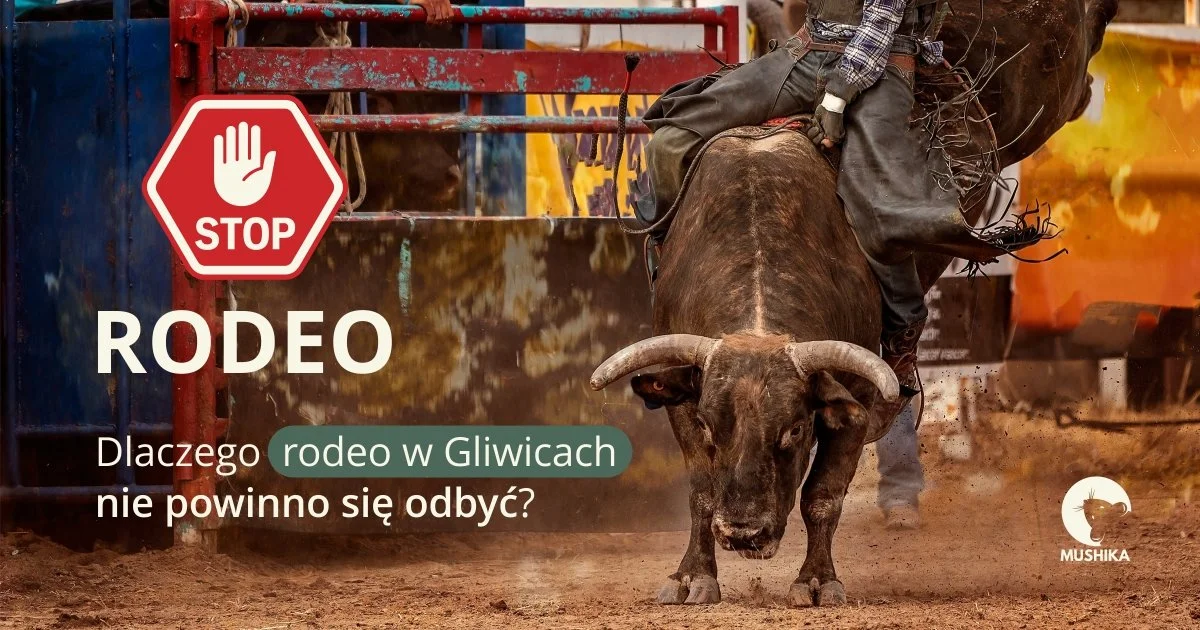 rodeo