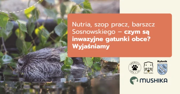 nutria, szop pracz, igo