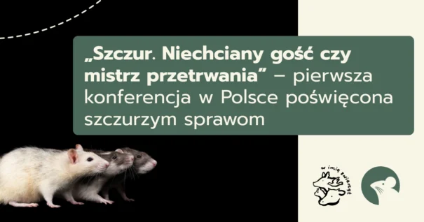 szczur konferencja