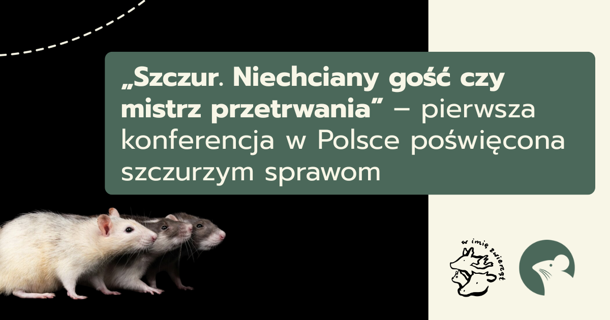szczur konferencja