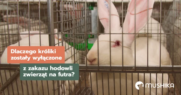 królik ustawa