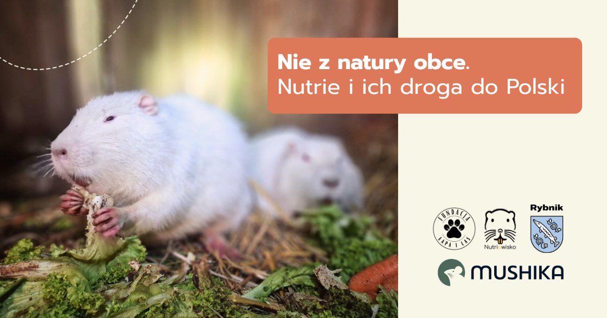 nutrie