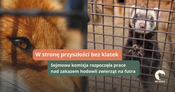 zakaz hodowli zwierząt na futra