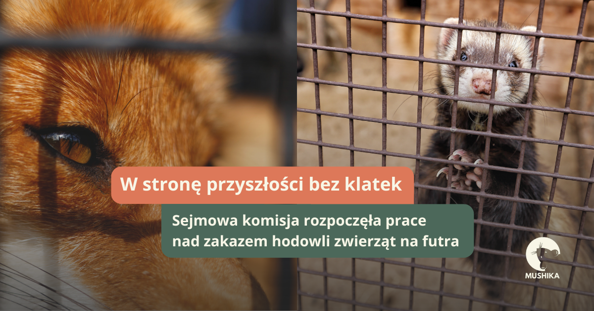 zakaz hodowli zwierząt na futra