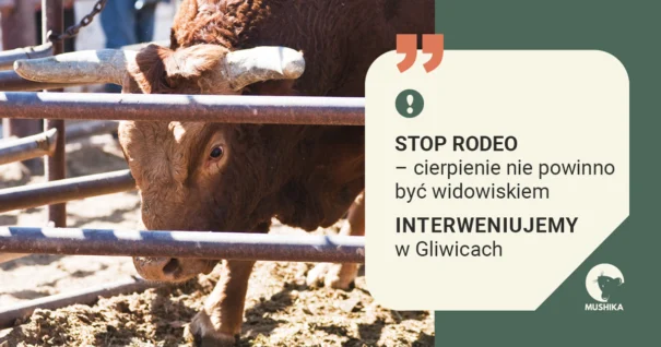 stop rodeo