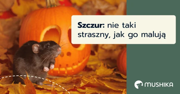 jaki jest szczur