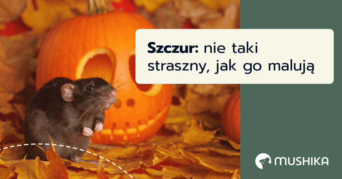jaki jest szczur