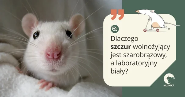 szczur kolory