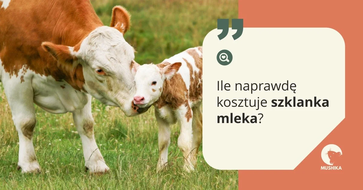 ile naprawdę kosztuje szklanka mleka