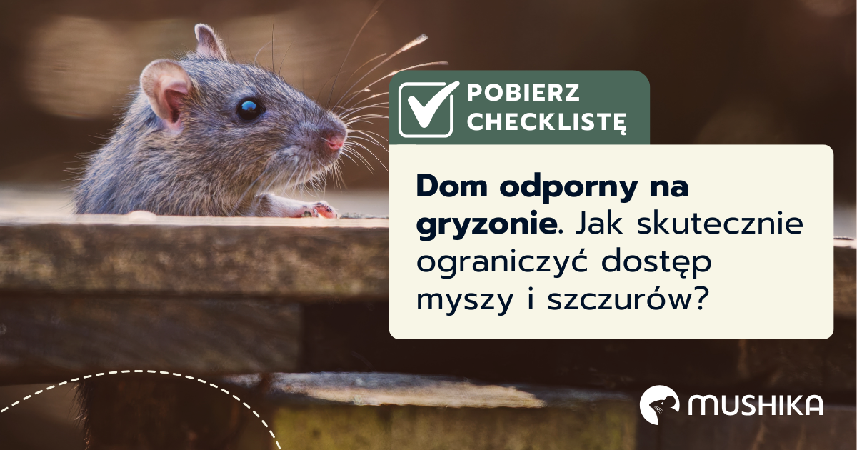 Dom odporny na gryzonie. Jak skutecznie ograniczyć dostęp myszy i szczurów?