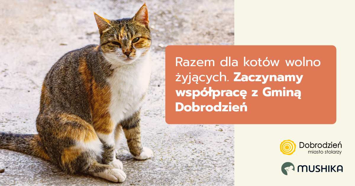 Razem dla kotów wolno żyjących. Zaczynamy współpracę z Gminą Dobrodzień