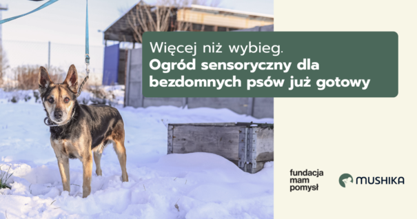 Więcej niż wybieg. Ogród sensoryczny dla bezdomnych psów już gotowy