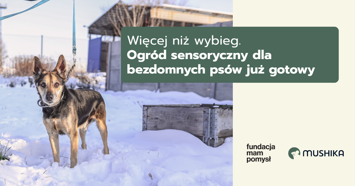 Więcej niż wybieg. Ogród sensoryczny dla bezdomnych psów już gotowy