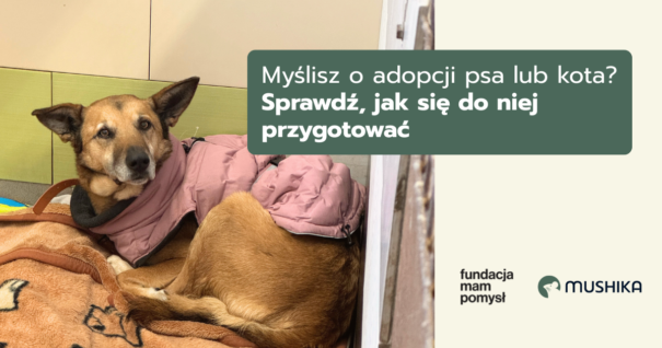 Myślisz o adopcji psa lub kota? Sprawdź jak się przygotować