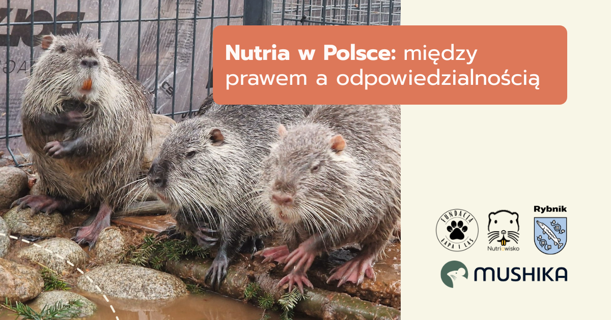 Nutrie w Polsce: między prawem a odpowiedzialnością