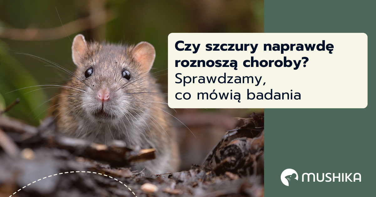 Czy szczury naprawdę roznoszą choroby? Sprawdzamy co mówią badania