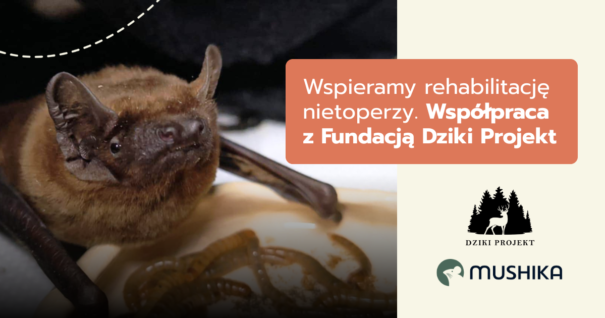 Wspieramy rehabilitację nietoperzy. Współpraca z Fundacją Dziki Projekt