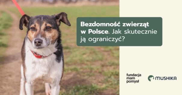 Bezdomność zwierząt w Polsce. Jak skutecznie ją ograniczyć?