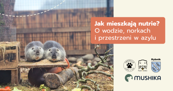 Jak mieszkają nutrie? O wodzie, norkach i przestrzeni w azylu