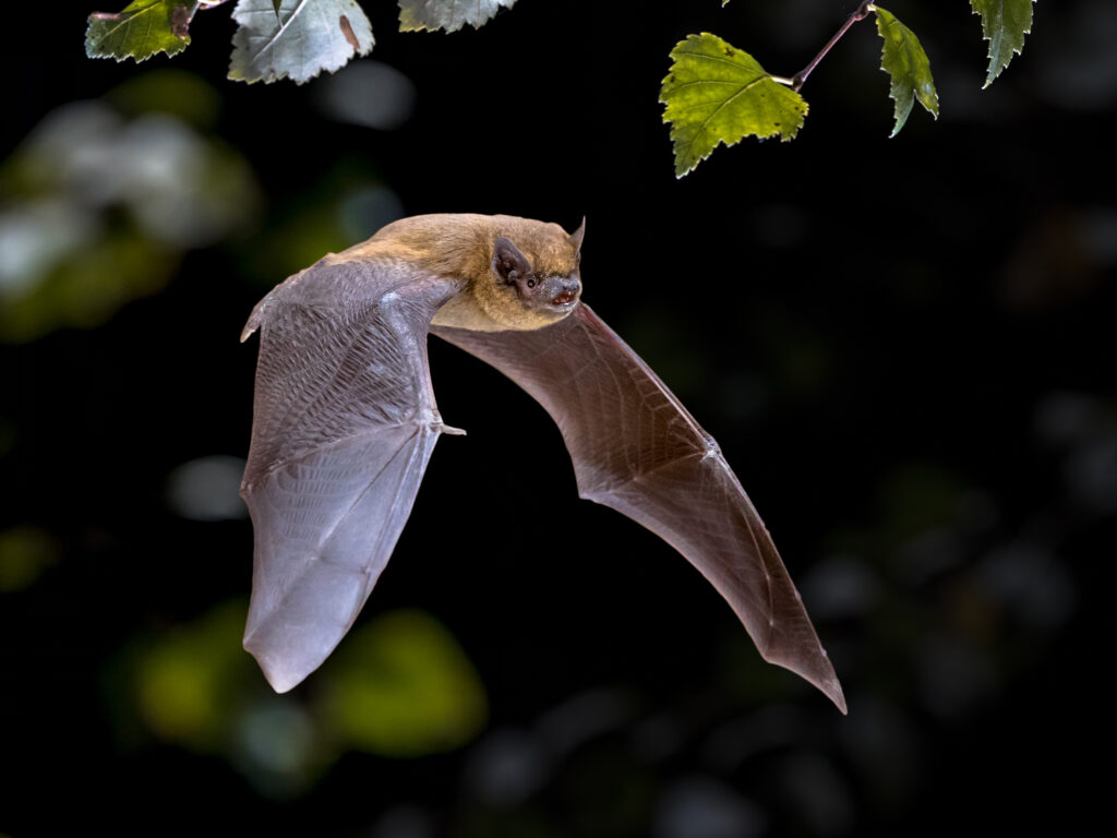 Borowiec wielki (Nyctalus noctula)