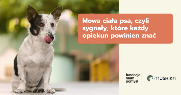 Mowa ciała psa, czyli sygnały, które każdy opiekun powinien znać