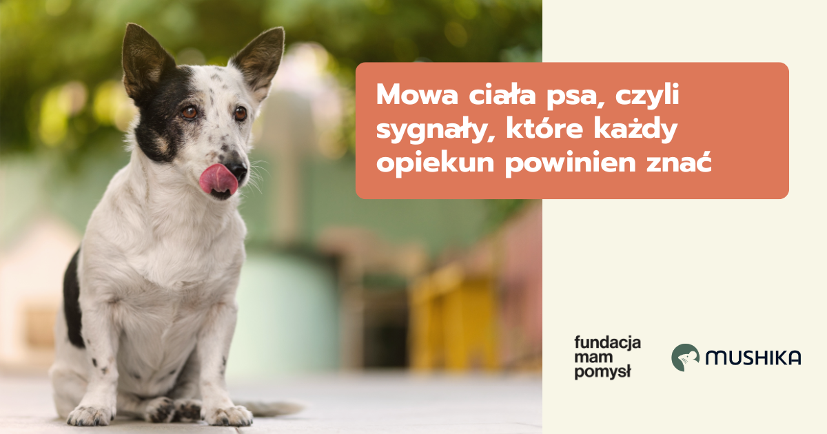 Mowa ciała psa, czyli sygnały, które każdy opiekun powinien znać