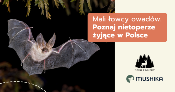 Mali łowcy owadów. Jakie nietoperze żyją w Polsce?