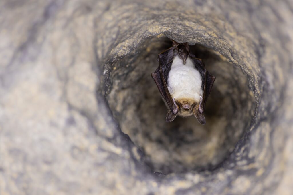 Nocek duży (Myotis myotis)