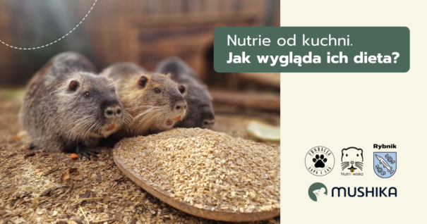 Nutrie od kuchni. Jak wygląda ich dieta?